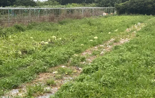 豪雨影響桃園瓜果生長!逾55公頃瓜田受害 現金救助看過來