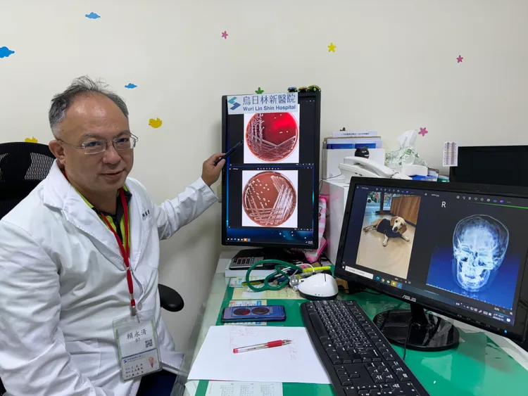 過敏免疫科主任暨小兒科賴永清醫師說，感染犬巴斯德菌同時會有泌尿道感染，若不治療最嚴重會導致敗血症及死亡。 烏日林新醫院提供