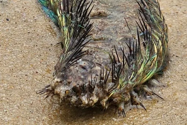 東盎格魯每日報