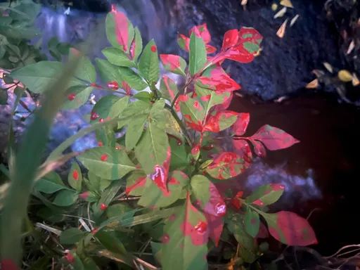 新北大窠溪慘遭「染紅」 上游皮革廠排汙關門拒檢!市府重罰停工