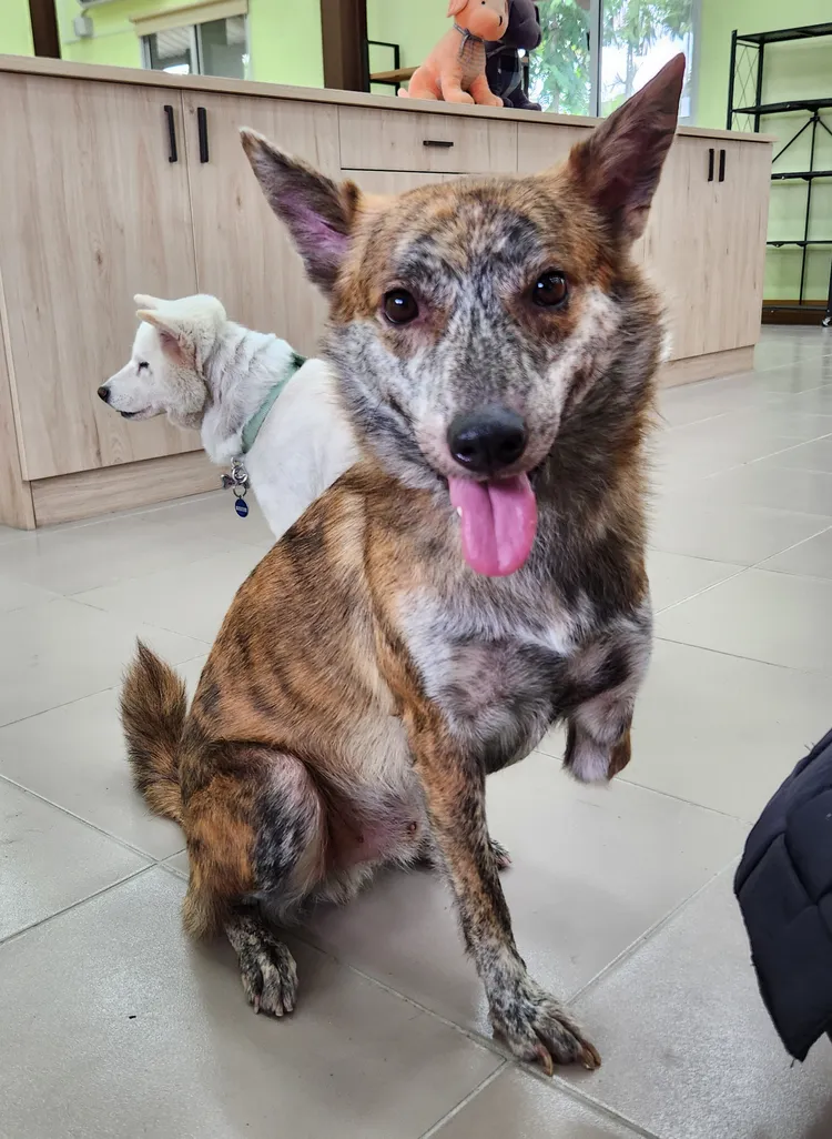 3歲大的「斑斑」左前肢因捕獸夾截肢。縣府提供