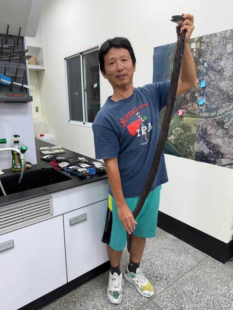 林裕䕒發現俗稱錢鰻的鯙科具有獨特的生殖腺不對稱性。中山大學提供