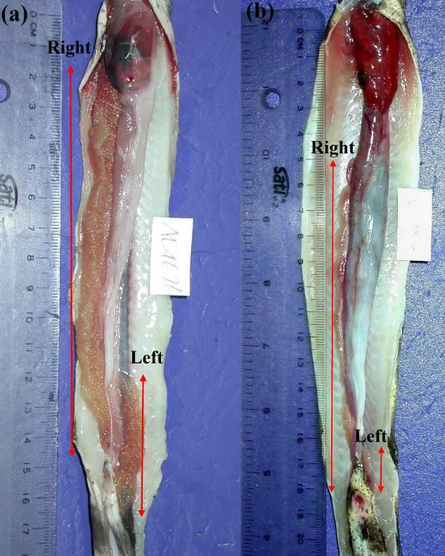 小裸胸鯙(a)雌性與(b)雄性左右生殖腺長度比較。中山大學提供