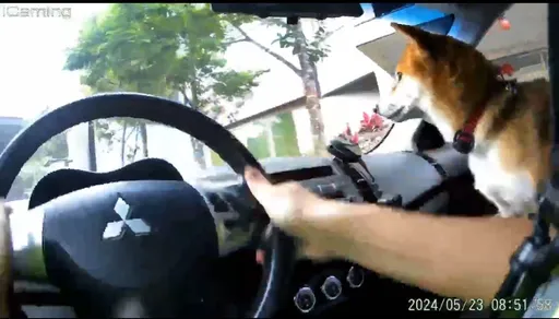 超萌柴犬走失!暖警憂牠遭車撞 巡邏車救援找到飼主
