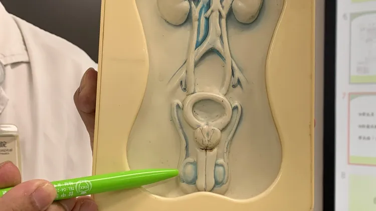 朱朗軒說，睪丸最主要的功能是製造精子，即使切除一顆睪丸，只要另一顆睪丸是正常的，就不會影響生育功能。台中醫院提供