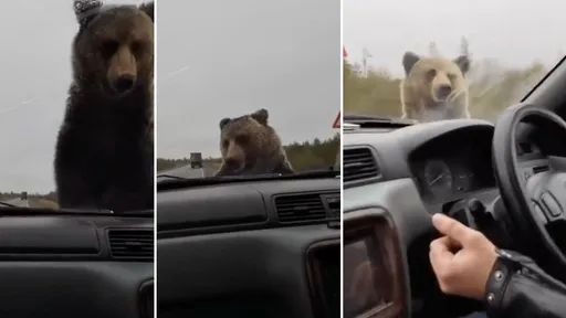 真的不是工讀生!肚餓大熊擋車嚇壞戰鬥民族 最後靠這招脫險