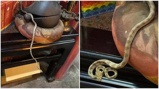 「帝爺公蛇」連續45年端午節前後現身 廟方、信徒堅信是玄天上帝神蹟