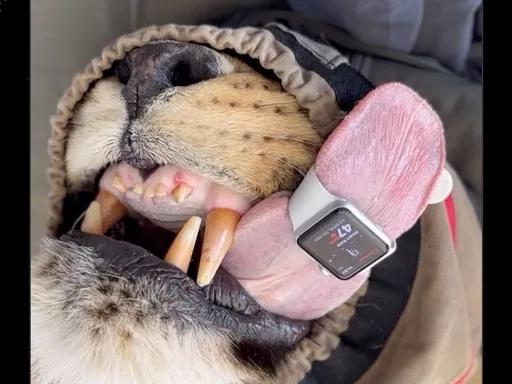 事實證明 Apple Watch心率監測也可以用在獅子身上