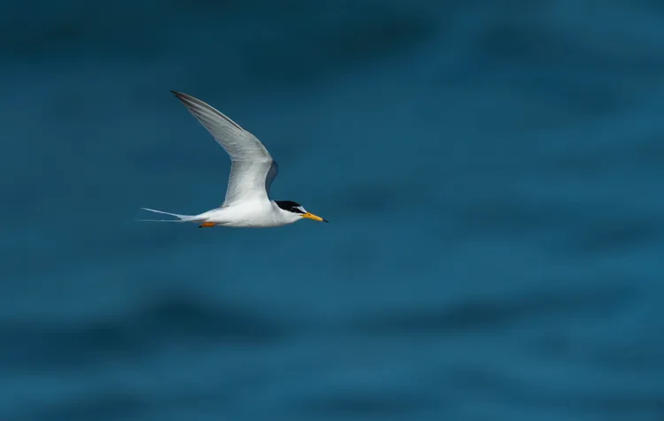 夏候鳥小燕鷗，嘴黃尖端黑，頭黑額頭白色，全身大致白色。花蓮縣野鳥學會提供