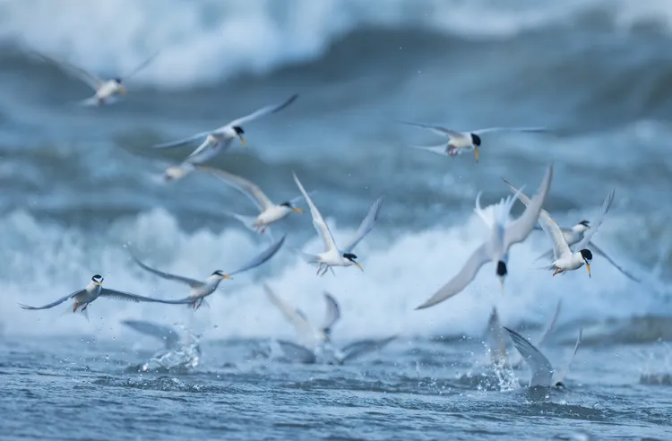 在立霧溪出海口覓食飛翔的小燕鷗。花蓮縣野鳥學會提供