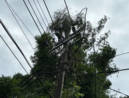 風大樹竹碰觸高壓線路! 中壢福達路311戶停電近2小時