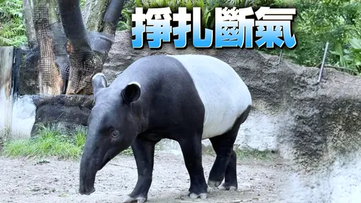 日本马来貘抵台猝死!运输箱有血迹 解剖死因出炉