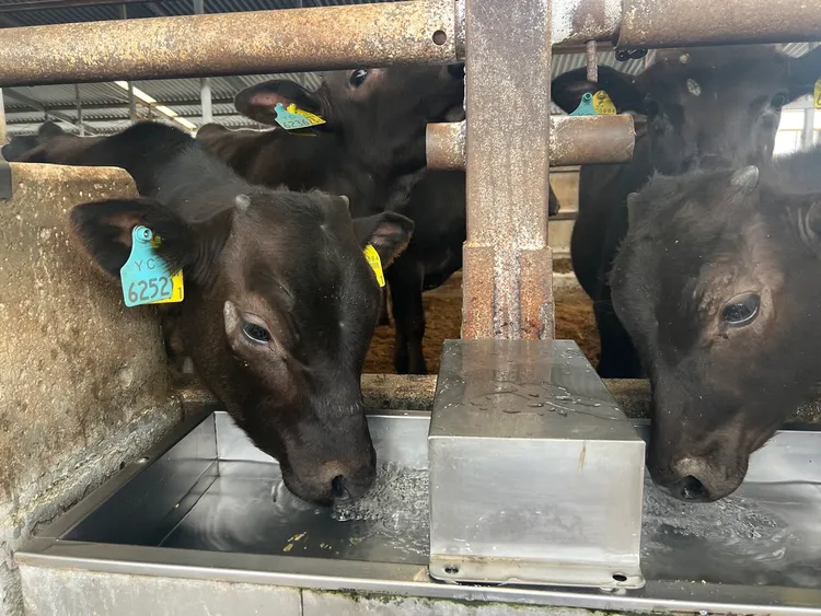 黑樺牛從小盡情享用天然純淨清潤鹼性山泉水。業者提供