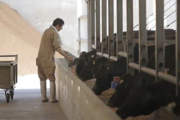 黑樺牛被餵養以高成本澳洲燕麥和專有混合飼料。業者提供