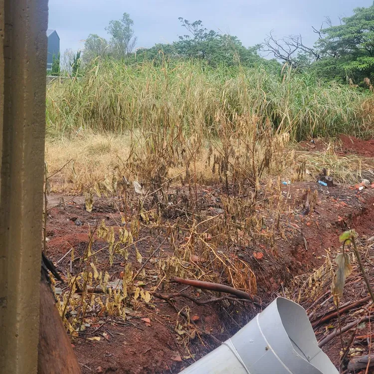 林口地下工廠後方廢水亂排，強酸重金屬造成草木枯死。環保局提供