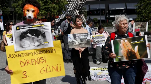 「根本是謀殺!」土耳其政府提議撲殺流浪狗 數千人走上街頭抗議
