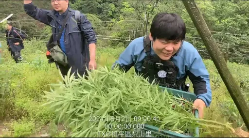 「種大麻換安非他命」3失聯移工躲山區偷偷來 警攻堅噴辣椒水逮人