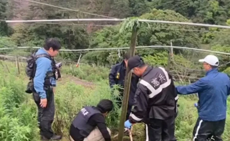 3名失聯移工平時打工種蔬果，暗中佔用國有地種大麻。民眾提供