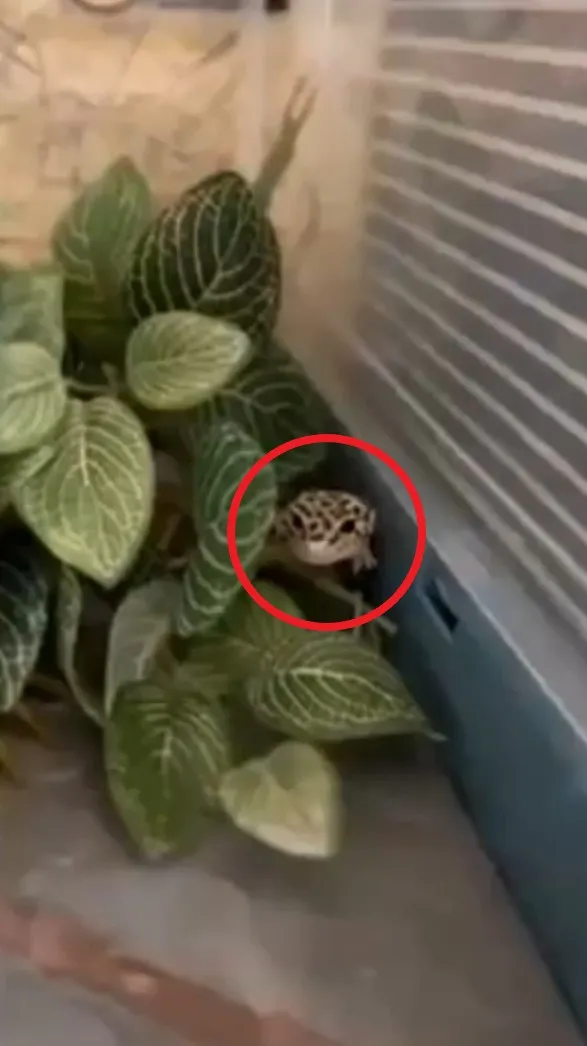 豹紋守宮從樹叢裡探頭向外察看。FB：Esther Tseng 提供