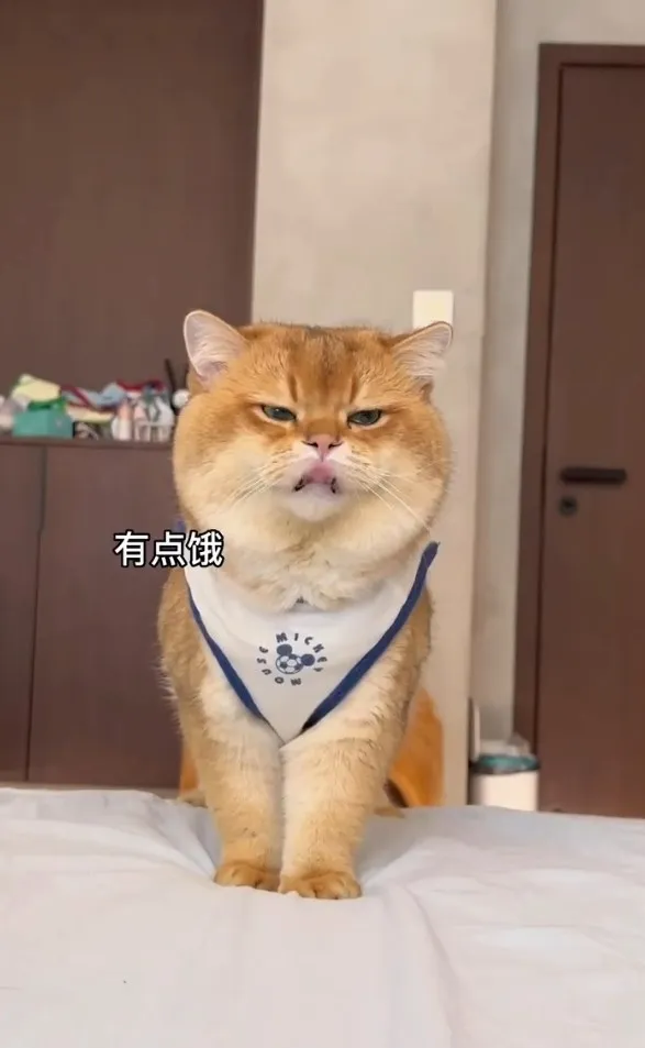 喵星人表情「厭世感」。IG @petsis_high 提供