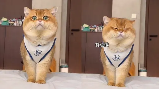 主人喊「幫我看一下」牠乖乖站好　喵星人逐漸厭世全都錄