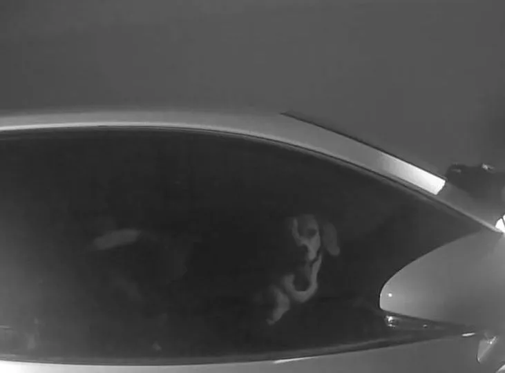 2犬受困車內。蘆竹警分局提供