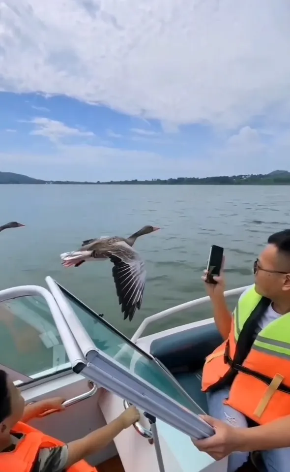 近距離與海鷗接觸拍照。IG @cats_dog_earth 提供