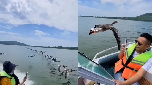 最強破風手!海鷗伴航體驗超難忘