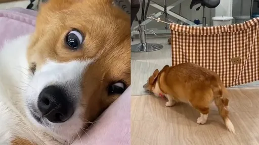 吃貨柯基生日前「Sedo」 一下 超驚恐眼神萌翻