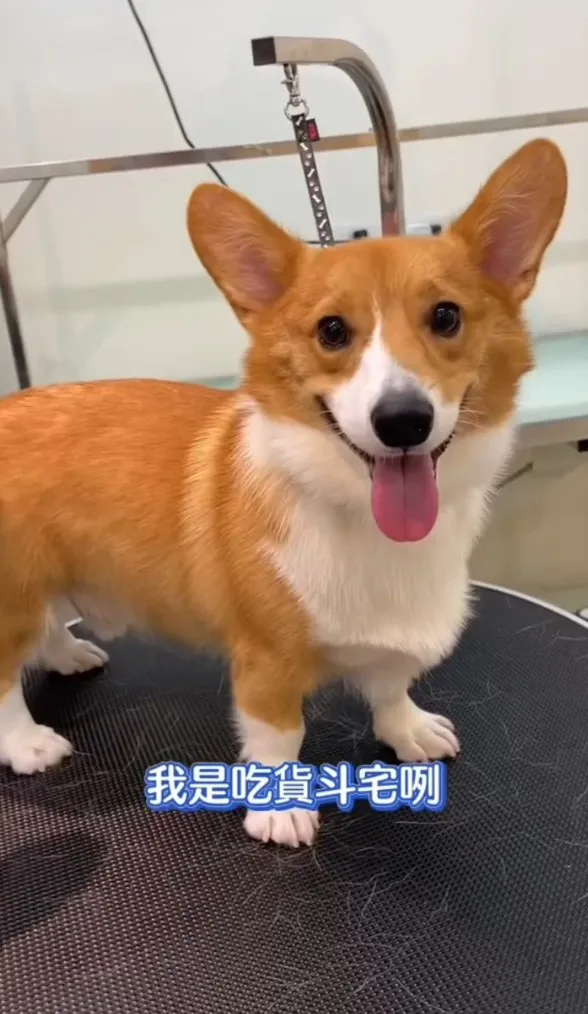 柯基犬的智商排行在第11名左右，。TikTok@chinchin_hihi 提供