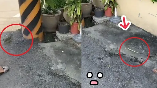 綠鬣蜥被抓 斷尾求生開溜!留下一段尾巴還在跳呀跳