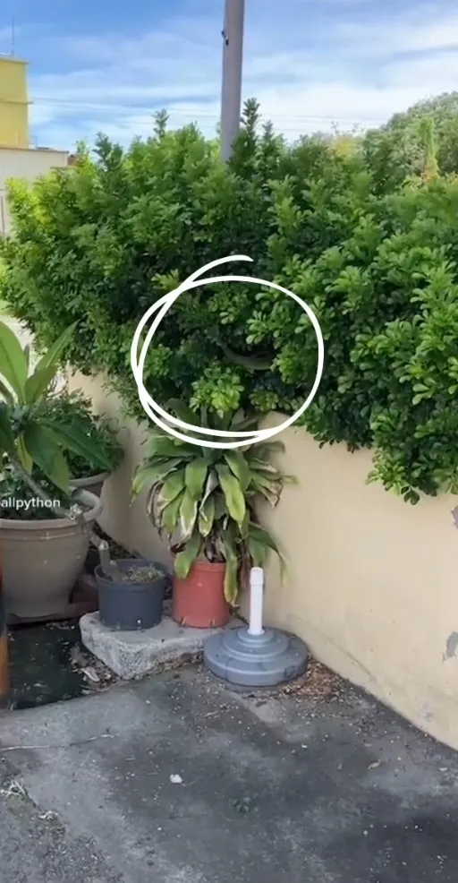 蜥蜴躲在草叢裡。TikTok@pang2ballpython / IG：pang2_ballpython 提供