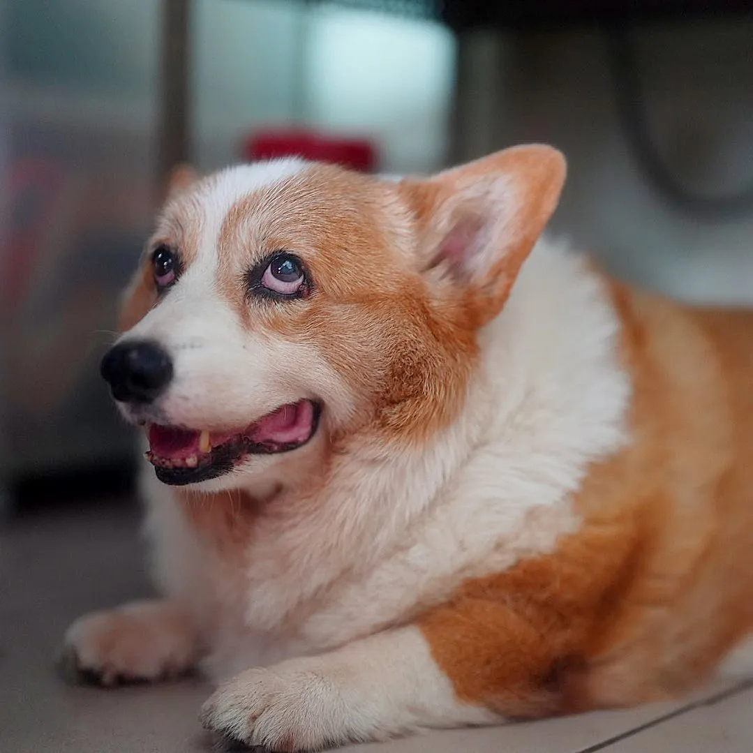 酒酒14歲，主人「這眼白與瞳孔依舊是黃金比例」。翻攝連環炮有芒果臉書