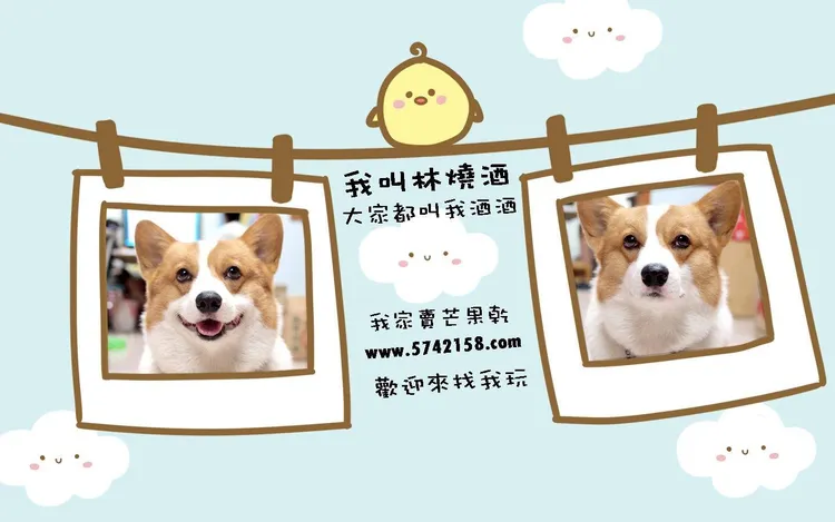 酒酒是柯基界超級巨星，更是店裡的招財犬。翻攝連環泡有芒果臉書