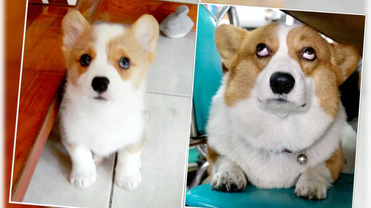 50天大、天真又可愛的酒酒，長大後變成熱愛翻白眼的奇犬。翻攝連環泡有芒果臉書