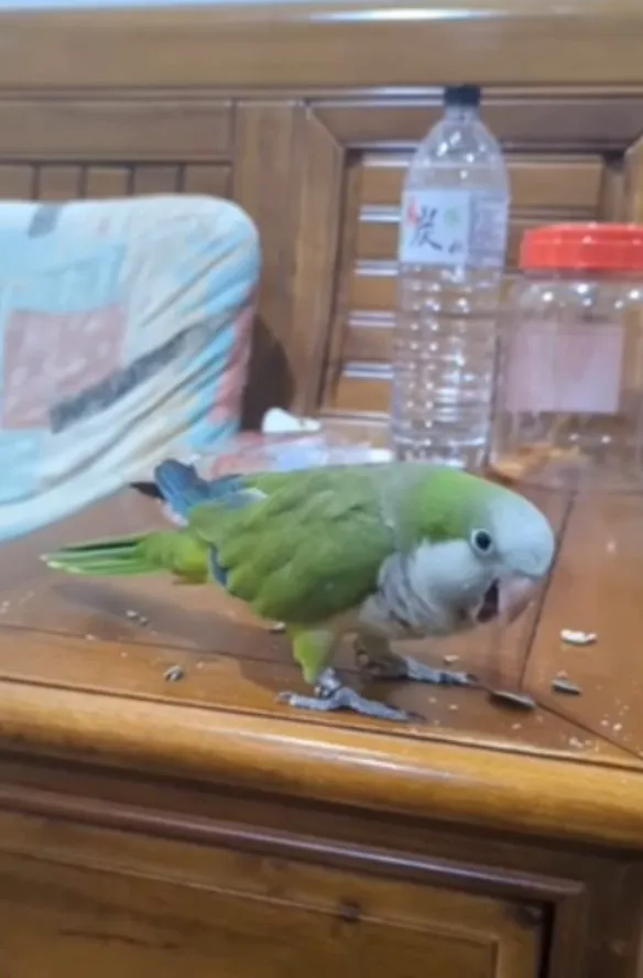 和尚鸚鵡開口說話囉~FB粉專：《Lulu動物園的鏟屎日記》提供