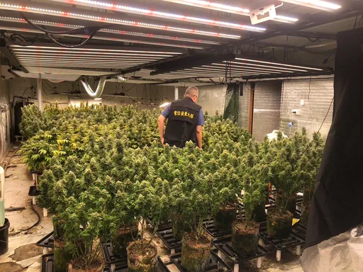 種大麻也搞連鎖!恆溫貨櫃24小時監控 刑事局搗破3處植栽工廠
