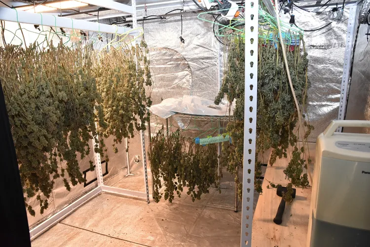 嫌犯以「土耕法」方式栽種大麻株，專業化程度宛如實驗農場。民眾提供