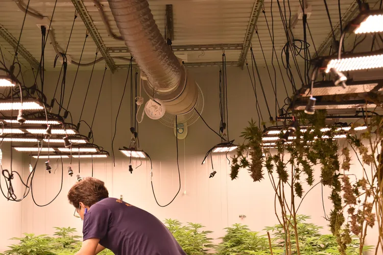 嫌犯依照大麻株品種，以光照度、溫度、濕度、水質與土壤酸鹼度等不同條件栽種。民眾提供