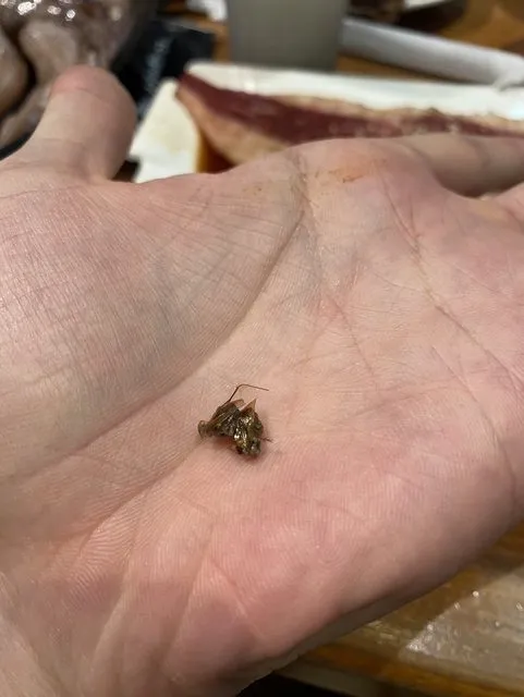 網友抱怨在南港車站燒肉店，喝飲料咬要蟑螂。翻攝PTT