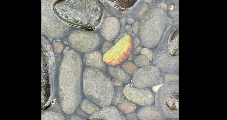 有網友分享，金山中角灣撿到「蘋果一片」。翻攝《西海岸花東撿玉石日記》社團