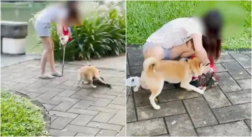 驚悚影片!柴犬把大湖公園綠頭鴨咬到「血肉模糊」 飼主態度激怒全網