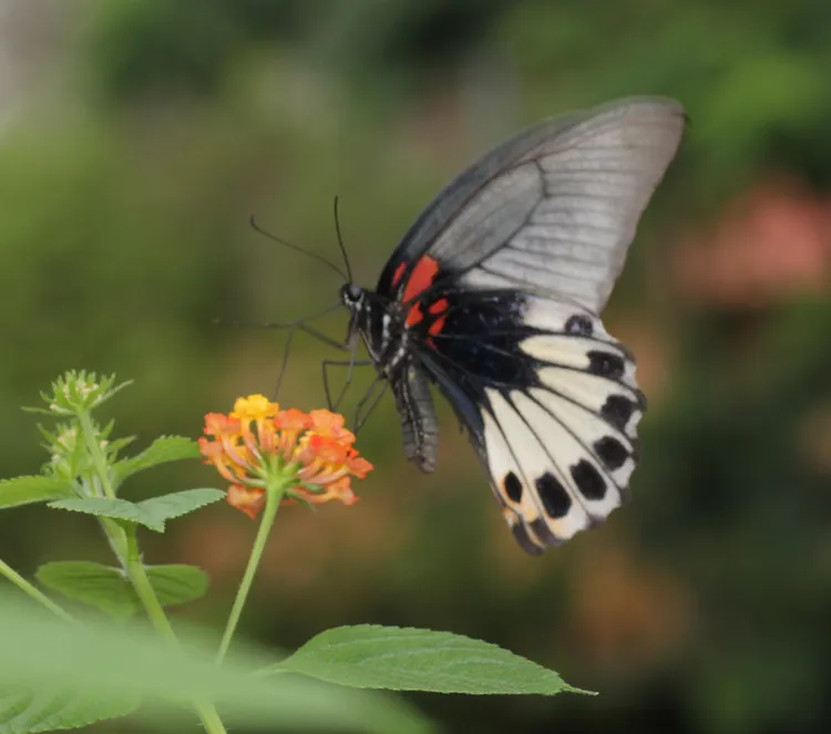 大鳳蝶吸食花蜜。水利局提供