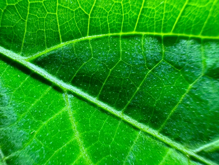 墨西哥鼠尾草。翻攝畫面