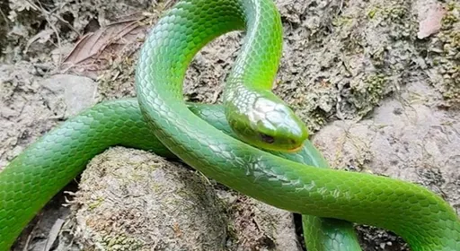 巧遇「超美青蛇」忍不住偷摸牠！ 他PO出照片網友驚喊：千年等一回