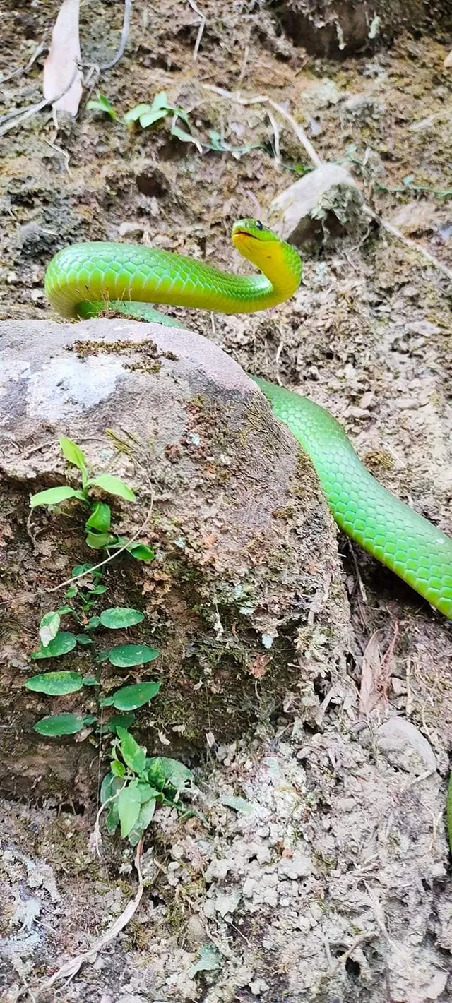 青蛇常被誤會是赤尾青竹絲。翻攝爆廢1公社臉書