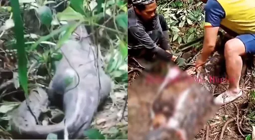 巨蟒吃飽撐出詭異「人形肚」 剖開驚見愛妻!夫痛哭:死前受折磨