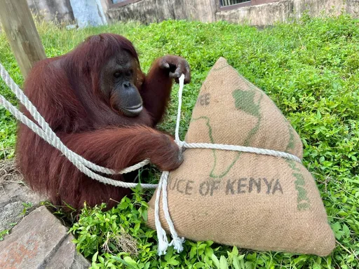 動物也要過端午!豐富動物行為 壽山動物園搭配創意粽