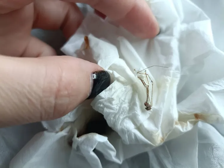 吳小姐在珍奶內發現疑似蜘蛛的長腿。讀者提供