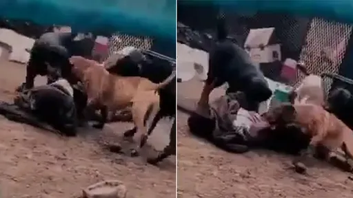 駭人影片｜男友飼養4隻比特犬　女友拜訪竟被牠們活活咬死
